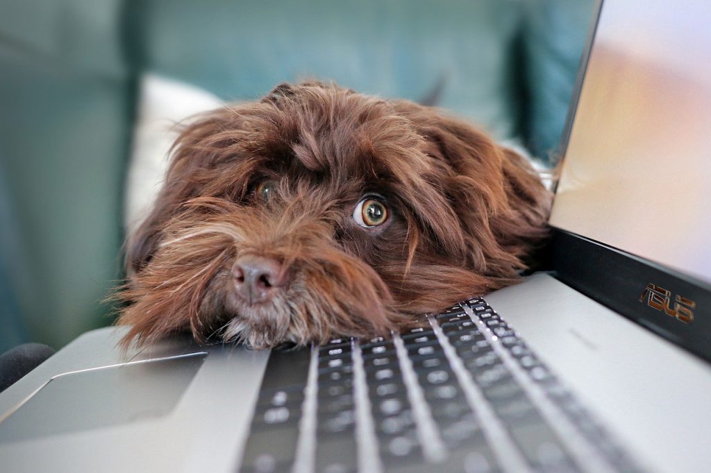 online dog rehab appointments, online dog fitness
