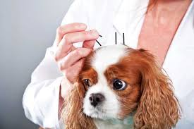 dog acupuncture