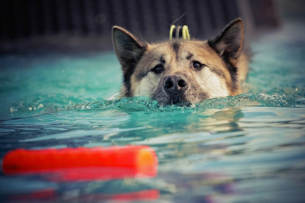 dog swimming, hydrotherapy for dogs, canine underwater treadmill