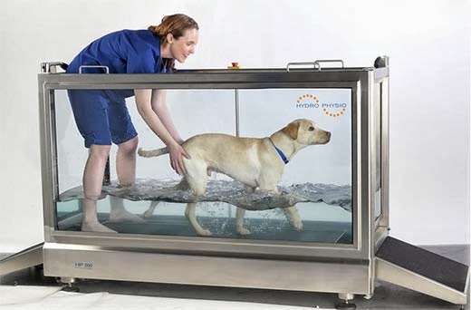 dog underwater treadmill, canine underwater treadmill, canine hydrotherapy, dog hydrotherapy